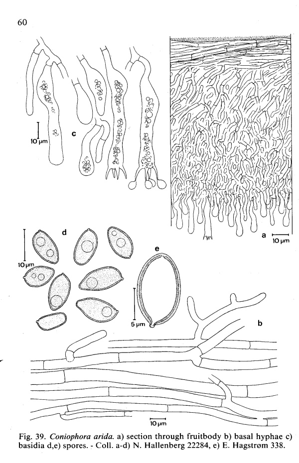 Da determinare (Coniophora arida)